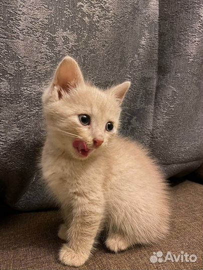 Котёнок мальчик