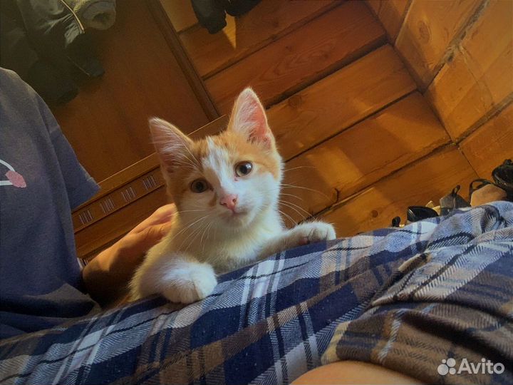 Котята смышлёные