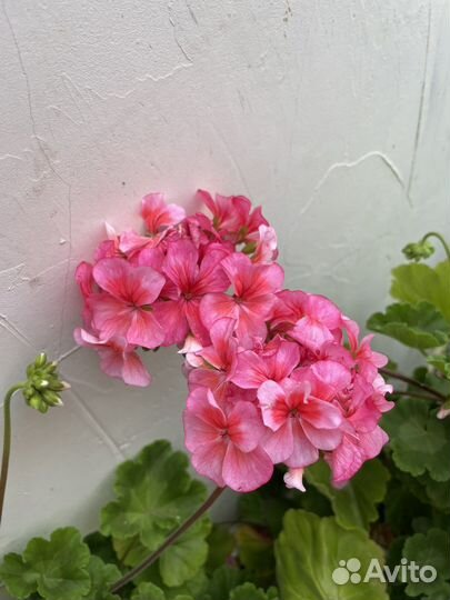 Неукореннённые черенки пеларгонии
