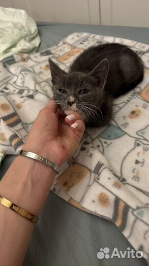 Котенок в дар бесплатно