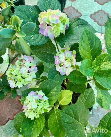 Саженцы садовых цветов