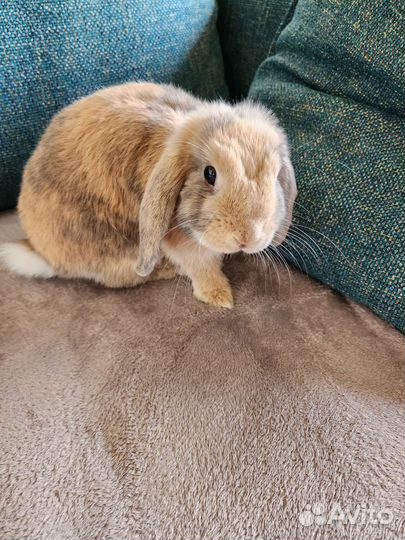 Карликовый вислоухий баран (кролик)