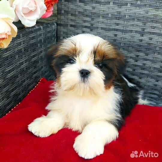 Ши- тцу щенок- мини девочка (питомник)