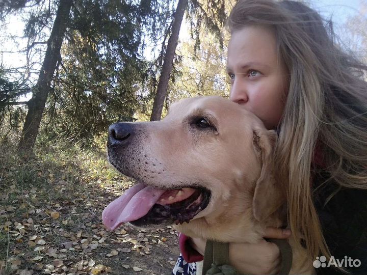 Передержка собак и кошек