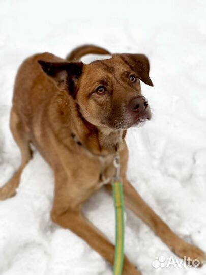 Нежный и энергичный пёс ищет хозяев себе под стать