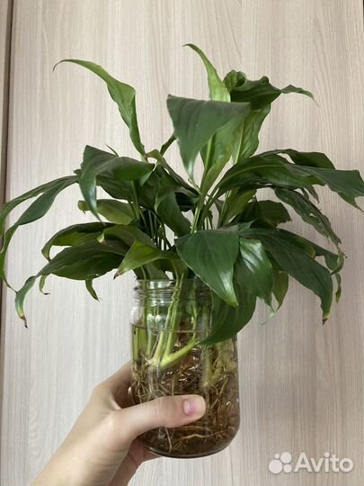 Спатифиллум