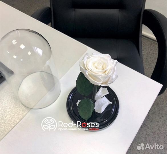 Роза в Колбе Premium - Белая