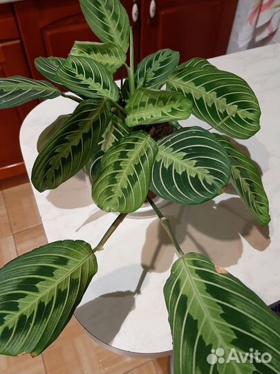 Маранта Лимон лайм