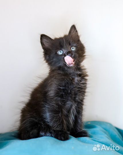 Котенок