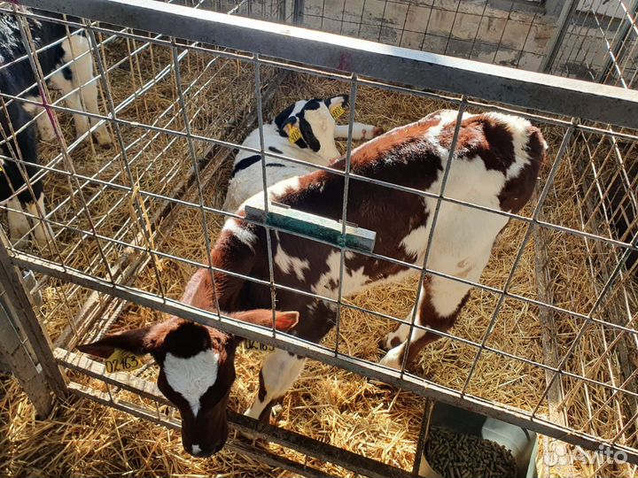 Бычки мясного направление Бесплатная доставка