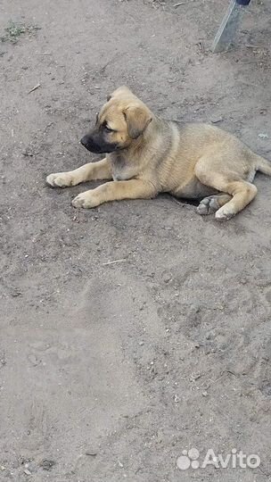 Собака в добрые руки отдам бесплатно