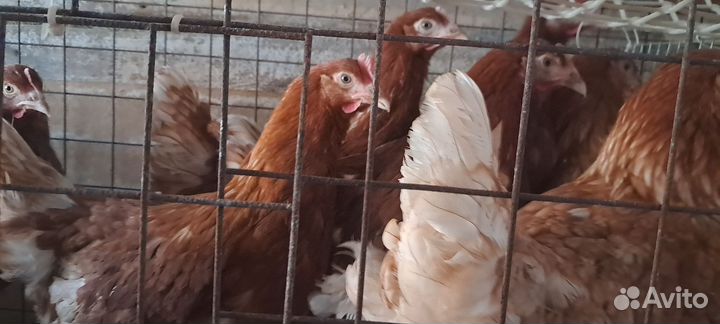 Куры несушки