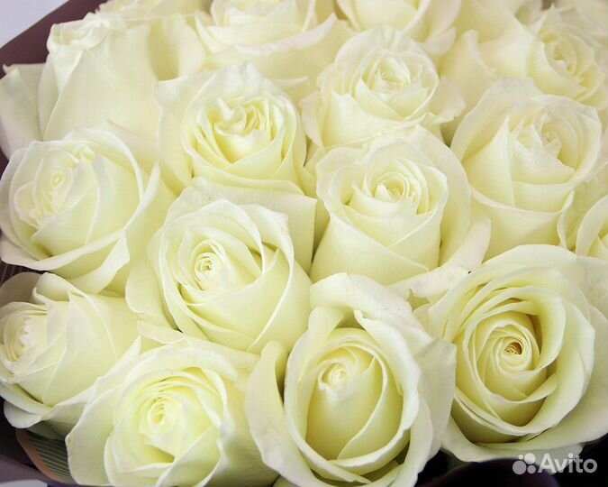 Букет из 7 розовых роз premium 40-50 см (Эквадор)