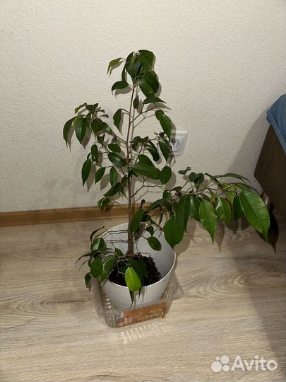 Фикус бенжамина