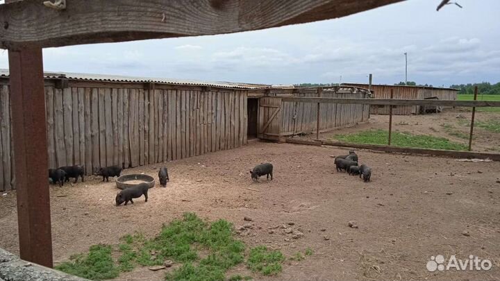 Вьетнамские поросята