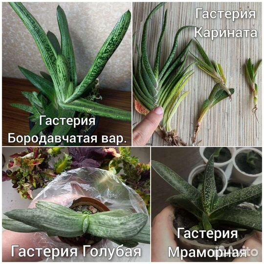 Суккуленты, крассулы, традесканции, колеусы