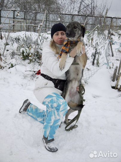 Собака ищет дом