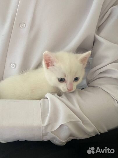 Турецкая ангора