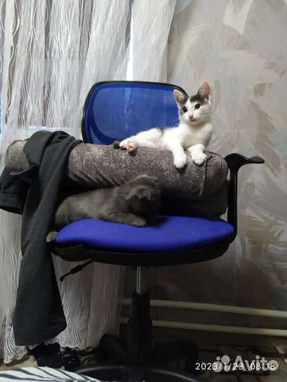 Домашние животные бесплатно кошки