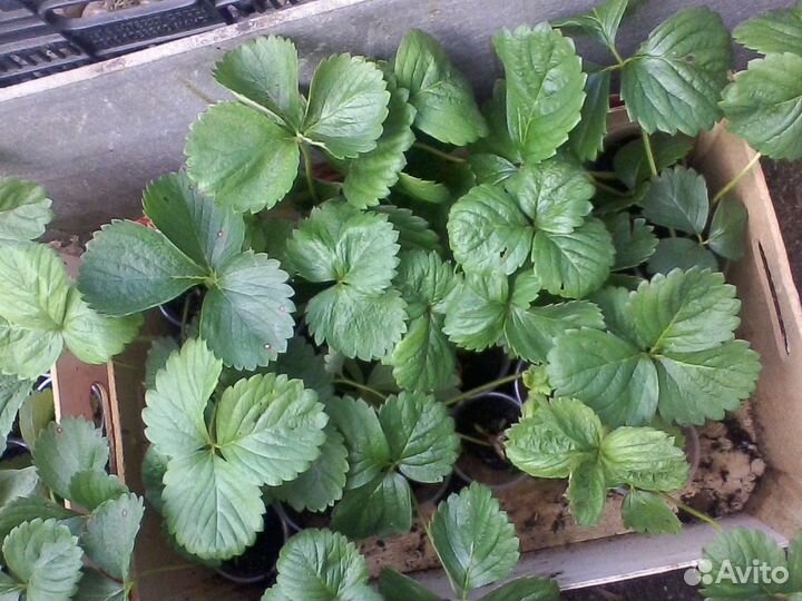 Рассада клубники Альба,Машенька,Фестивальная