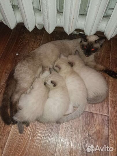 Сиамские котята