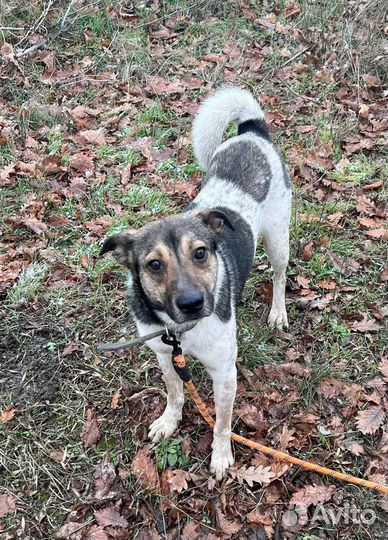 Собака в добрые руки