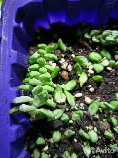 Седум буррито