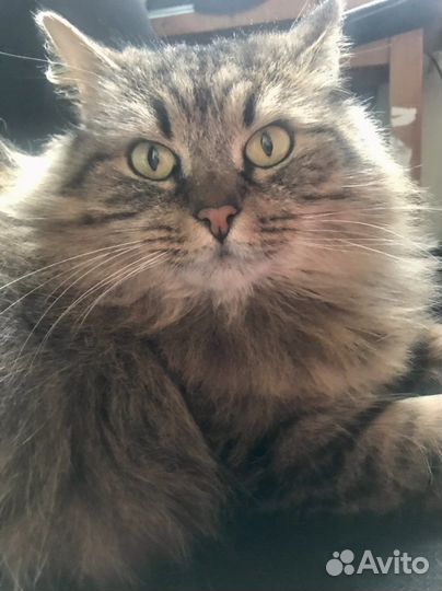 Пушистая красотка ищет дом