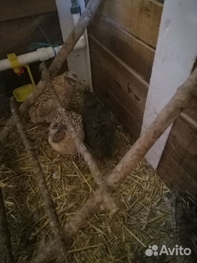 Самцы перепелов. Яйцо инкубационное и столовое