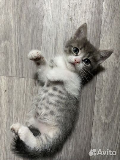 Котята в добрые руки даром