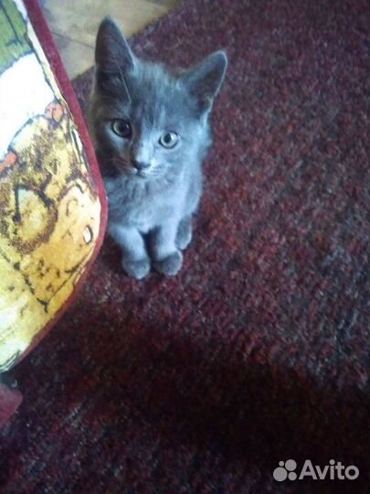 Котёнок девочка в дар