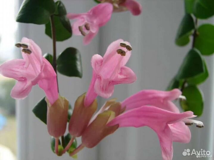 Эсхинантус, Хойи