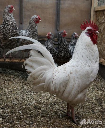 Петух пушкинский