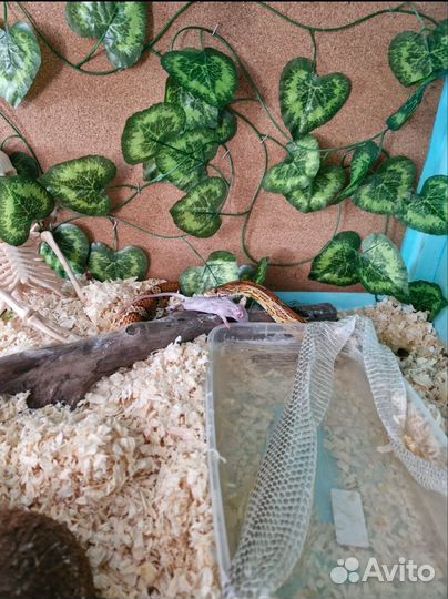 Маисовый полоз