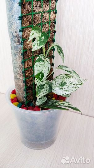 Эпипремнум пиннатум вайт марбл