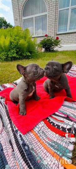 Щенки голубого французского бульдога