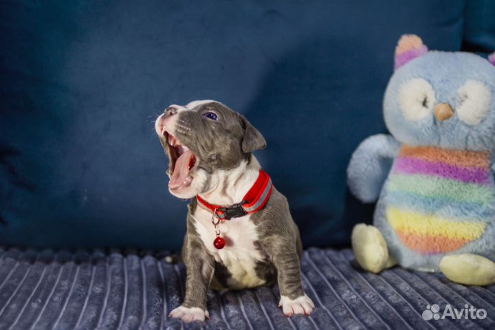 Щенки Булли