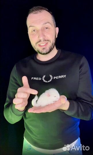 Консультация по шиншиллам