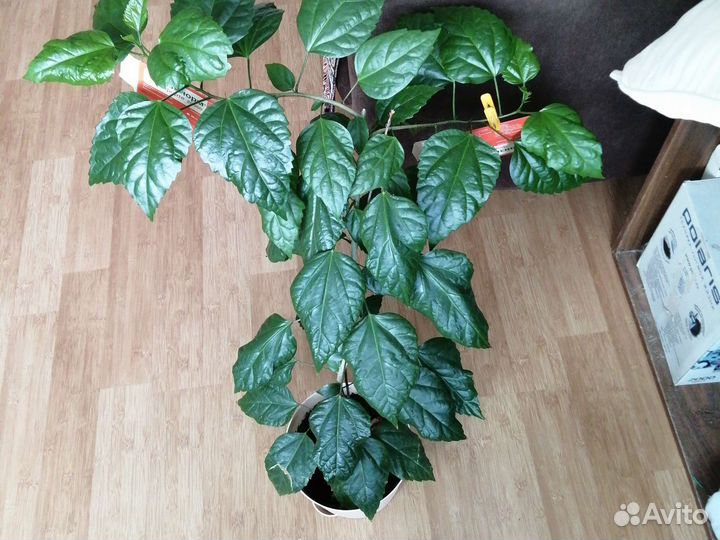 Гибискусы и пиперомия