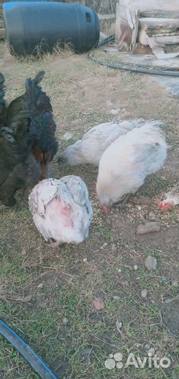 Петухи породные