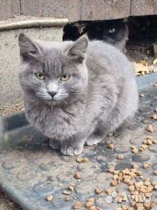 Котята в добрые руки бесплатно