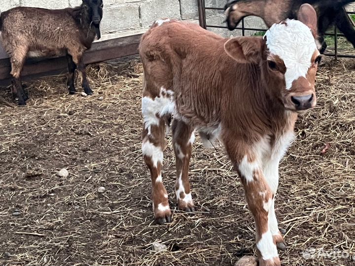 Корова дойная с теленком