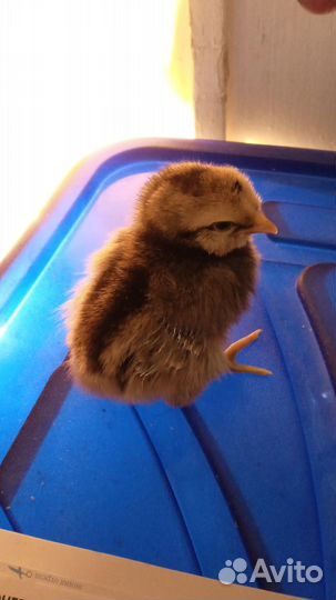 Породистые цыплята амераукана, синь- синь-дянь