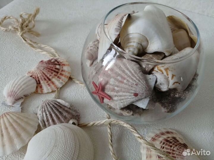 Ракушки для декора