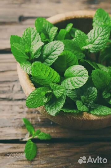 Саженцы - мята, душица, мелиса