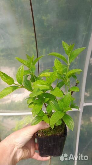 Гортензия метельчатая