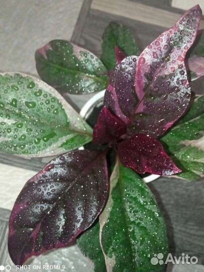 Псевдоэрантемум Каррутерса