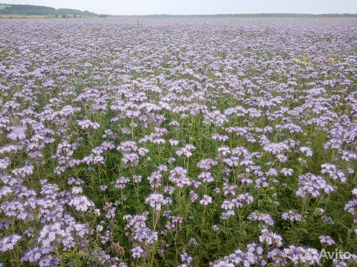 Семена фацелии