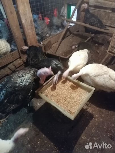 Индюшки продажа обмен