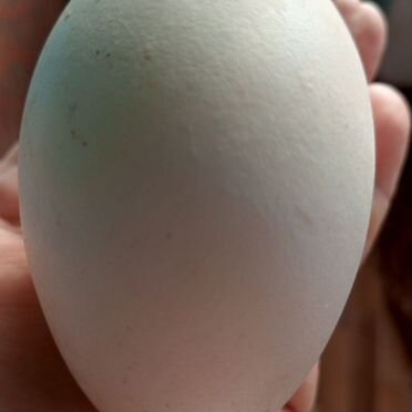 Яйца утиные гусиные инкубационные